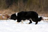 BORDER COLLIE 1149
